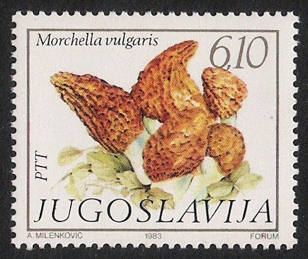 SETAS:264.202   Morchella vulgaris