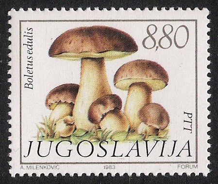 SETAS:264.203  Boletus edulis