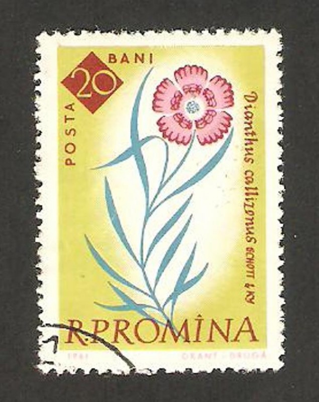 flora, dianthus callizonus