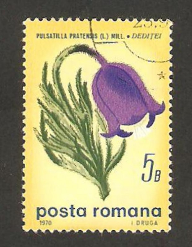 flora, pulsatilla pratensis