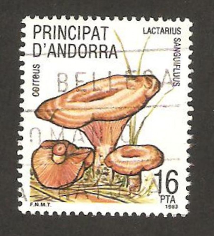 champiñon, lactarius sanguifluus