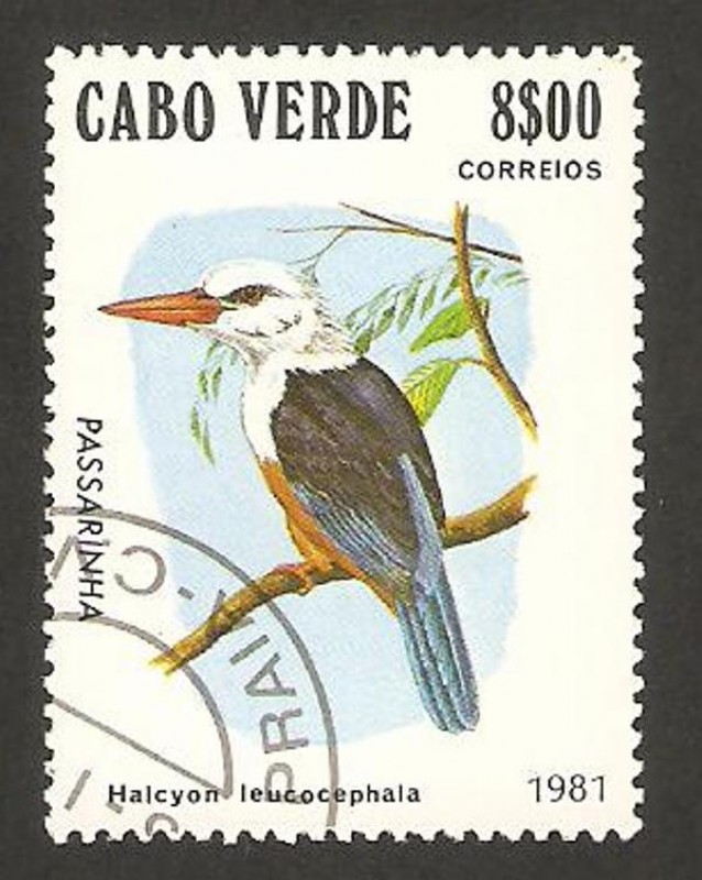 ave, halcyon leucocephala, martín pescador