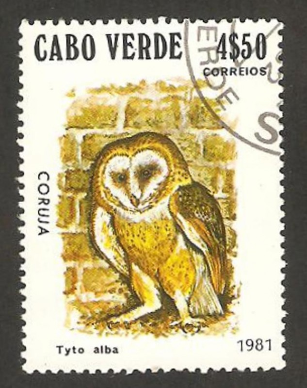 ave, tyto alba, lechuza de los campanarios