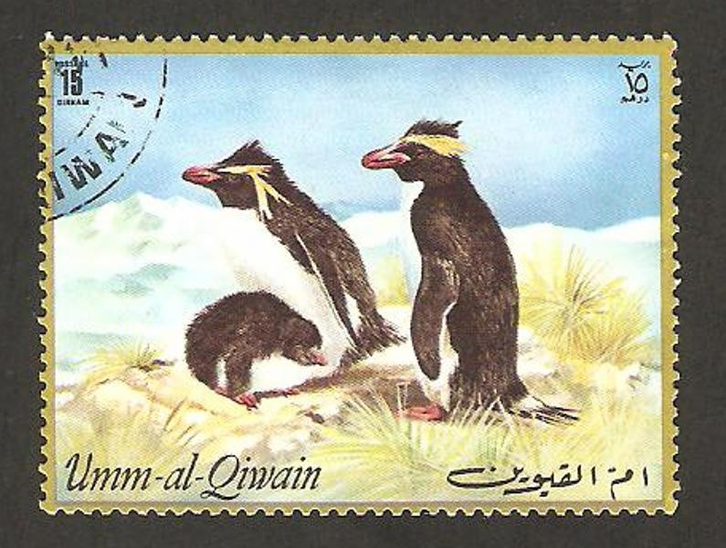 umm al qiwain, pingüinos