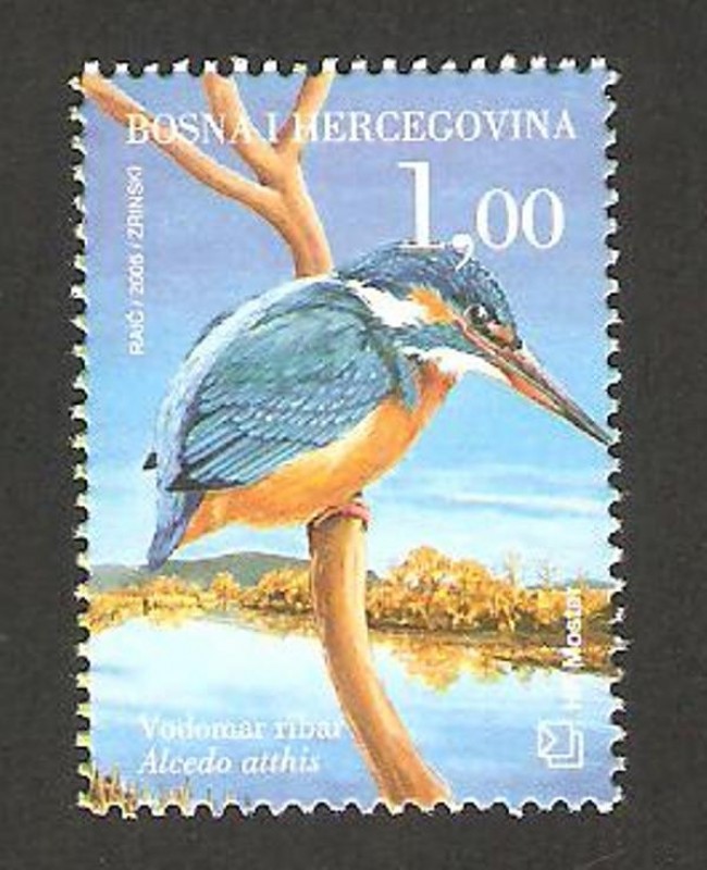 fauna, alcedo atthis, martín pescador