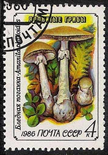 SETAS:231.020(1)D.986.38-Y.5304-M.5603-S.5454  Amanita phalloides