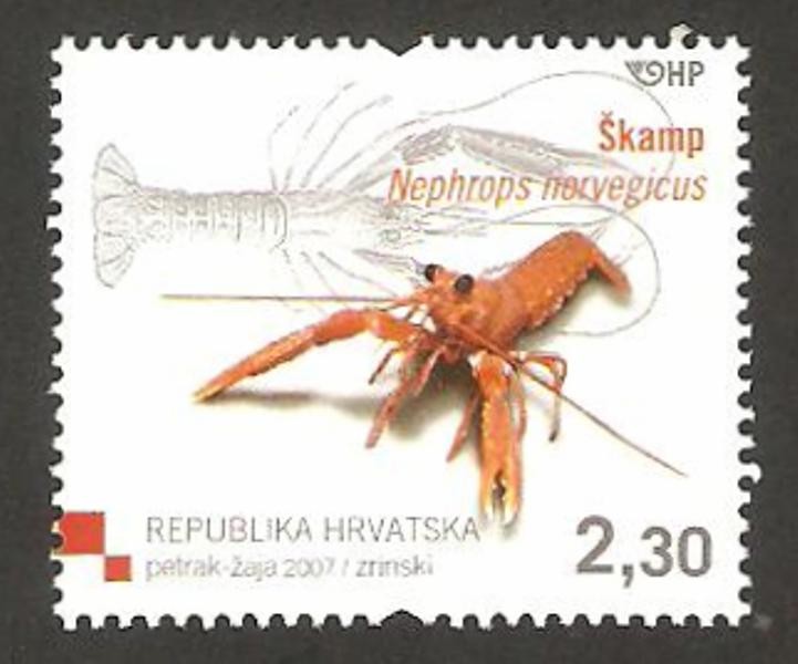 nephrops norvegicus, cigala