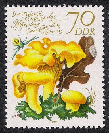SETAS-HONGOS: 1.152.026,01-Cantharellus cibariu