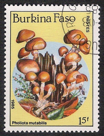 SETAS-HONGOS: 1.121.011,00-Pholiota mutabilis