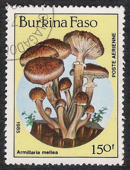 SETAS-HONGOS: 1.121.016,00-Armillaria mellea