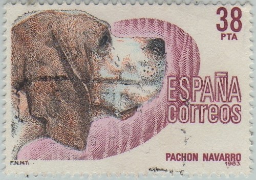 Perros de raza española-pachon navarro-1983