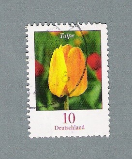 Tulpe