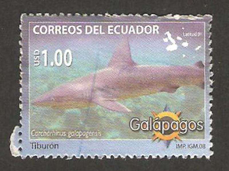 fauna, tiburón
