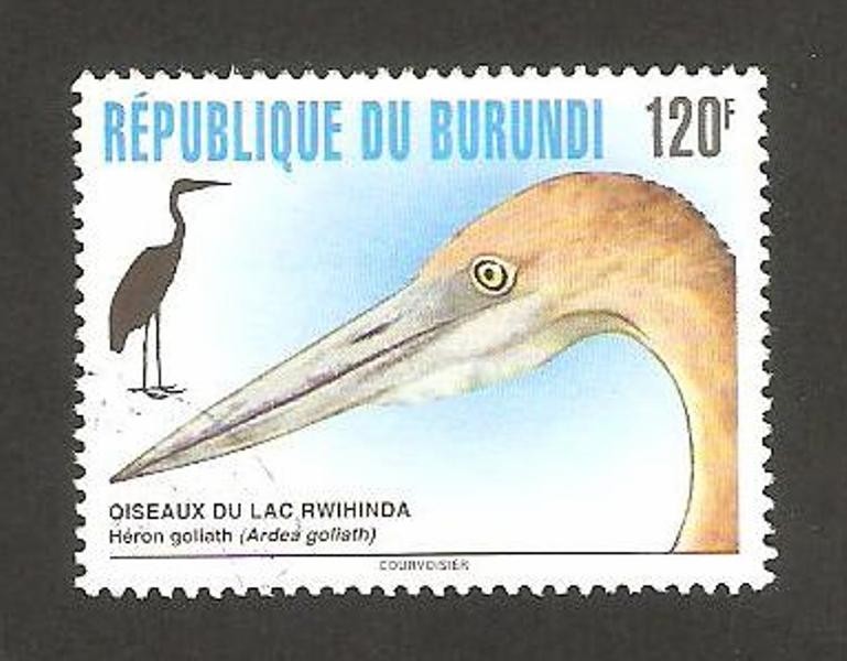 fauna, ardea goliath, garza goliat