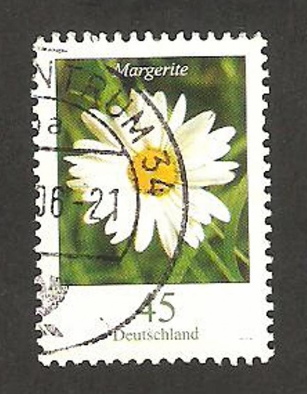 2276 - flor margarita