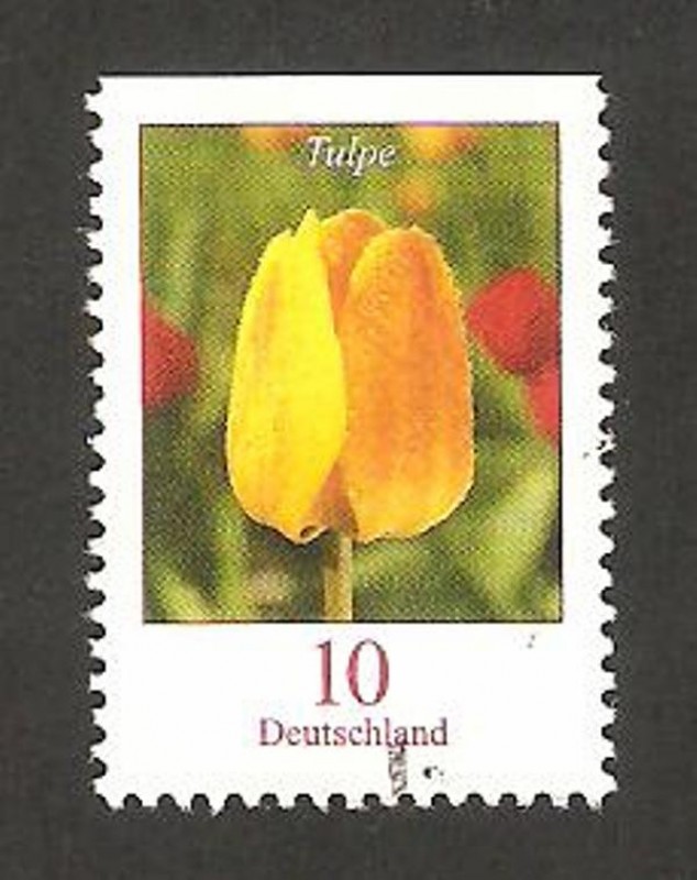 2309 a - flor tulipán