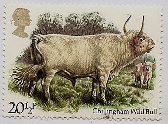 Toro salvaje de Chillingham