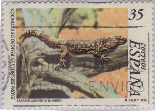 Fauna española en peligro de extinción-lagarto gigante de El Hierro-1999