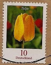 Tulipán