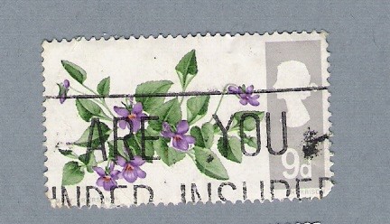 Flores