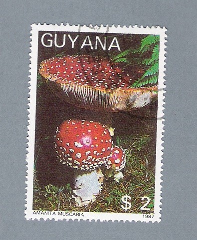 Amanita Muscaria