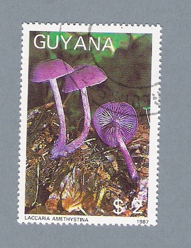 Laccarria Amethystina