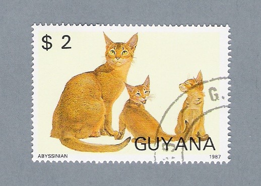 Gatos ( Abyssinian)