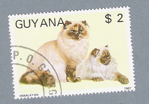 Gatos (Himalayan)