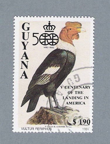 Pájaro Vultur Feriphus