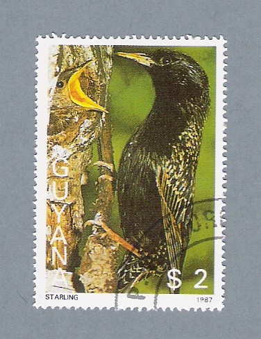 Pájaro Starling