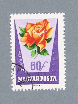 Rosa