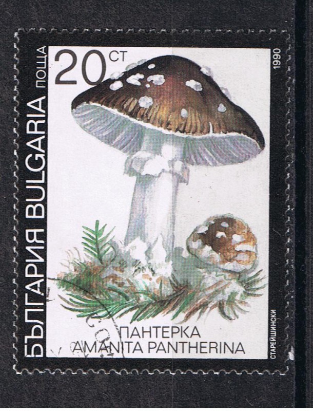 Amanita pantherina