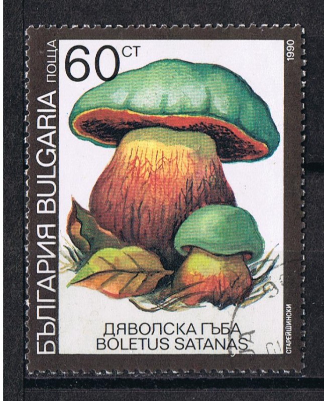 Boletus satanas