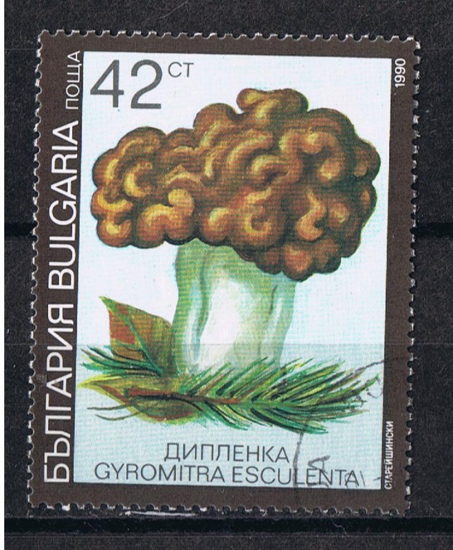 Gyromitra esculenta