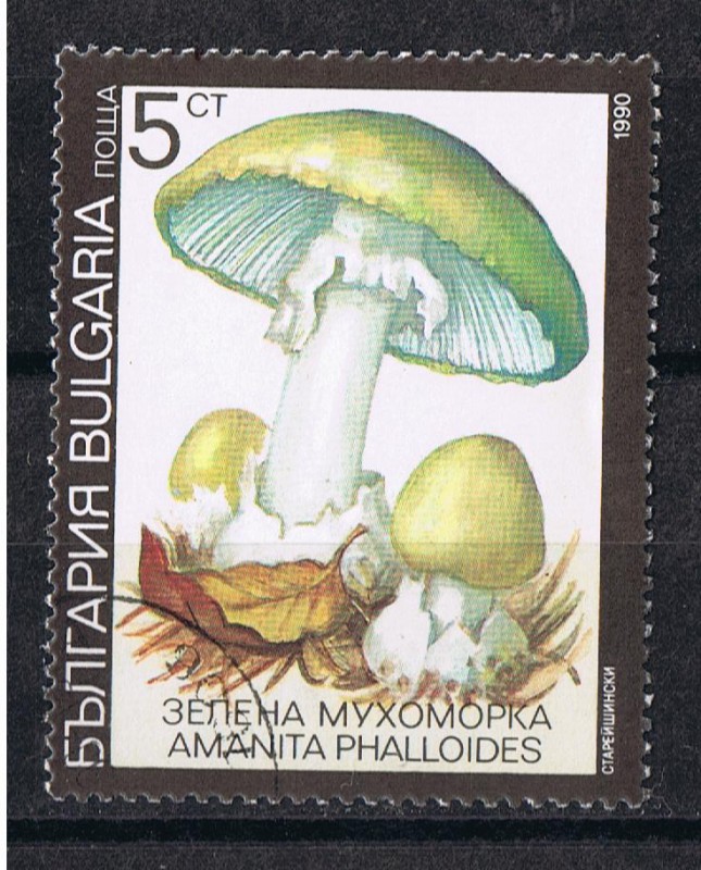 Amanita phalloides