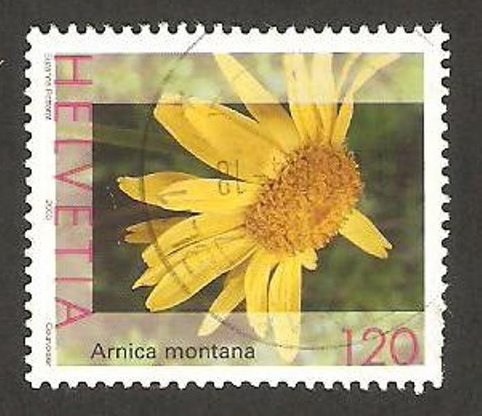1748 - Planta medicinal, arnica montana