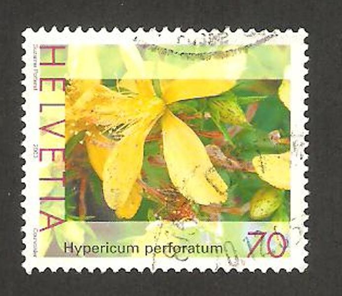 planta medicinal, hypericum perforatum