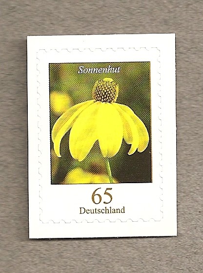 Rudbeckia