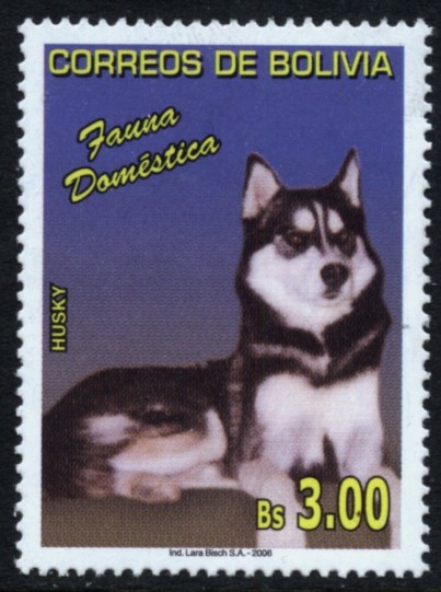 Fauna Domestica - Perros