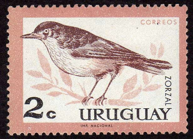 pajaros de Uruguay ··ZORZAL