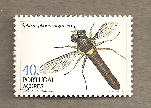 Azores, insecto Sphaerophoria