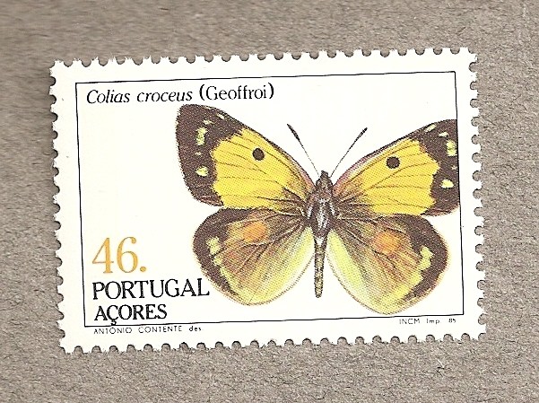 Azores, mariposa Colias