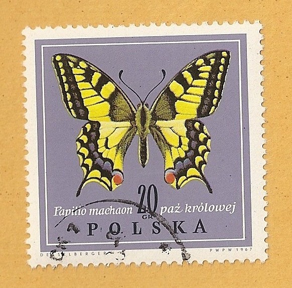 Mariposa, Papilio machaon