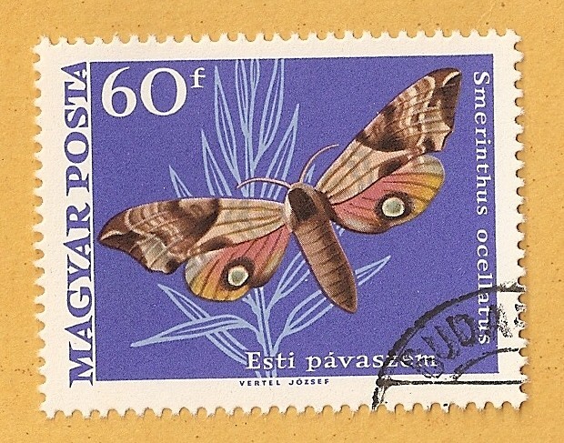 Mariposa, Smerinthus ocellatus