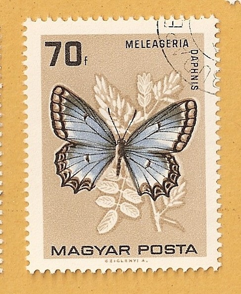 Mariposa, Meleageria daphnis
