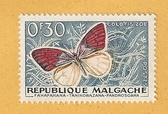 Mariposa, Colotis zoe