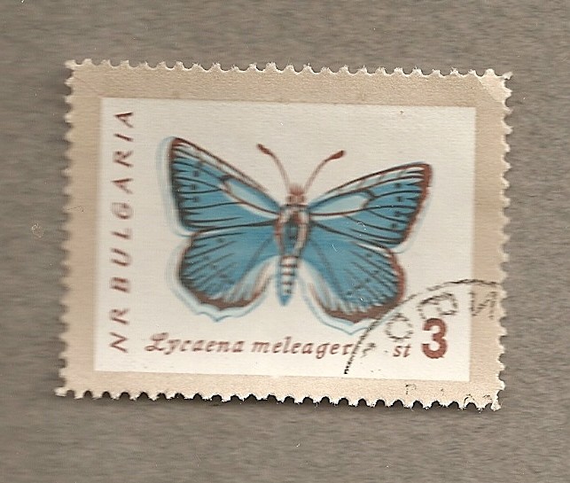 Mariposa, Lycaena meleager