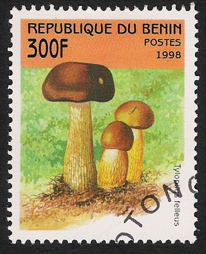 SETAS-HONGOS: 1.114.035,00-Tylopilus felleus