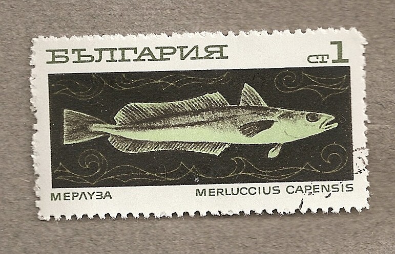 Pez Merluccius capensis