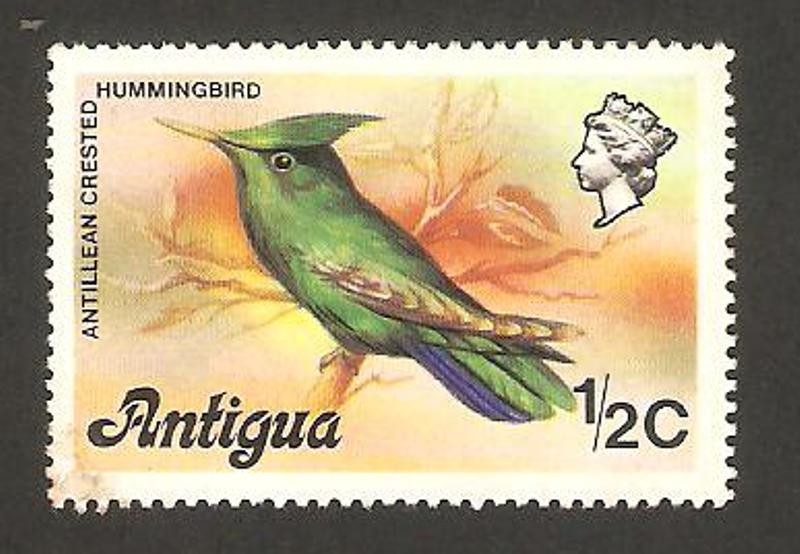pájaro, colibrí